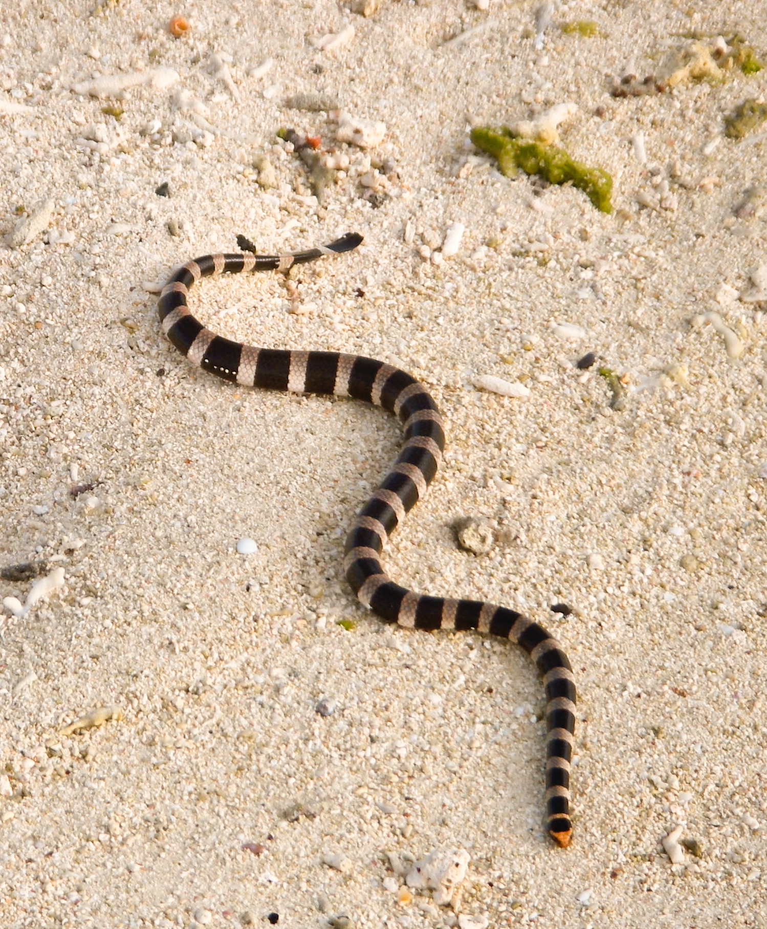 Sea krait is snake that lives on land and in the sea Ocean Watch