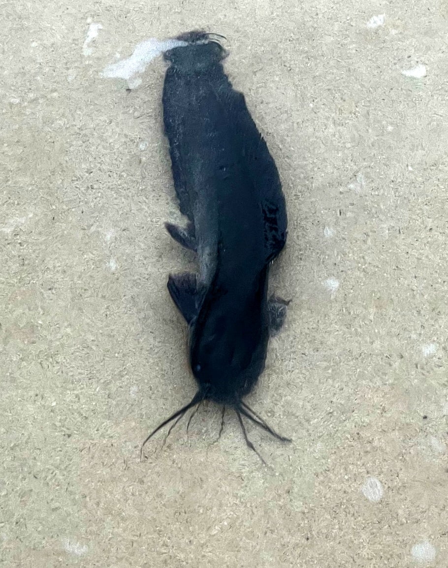 Catfish live in the dark but not usually in urethras Susan Scott