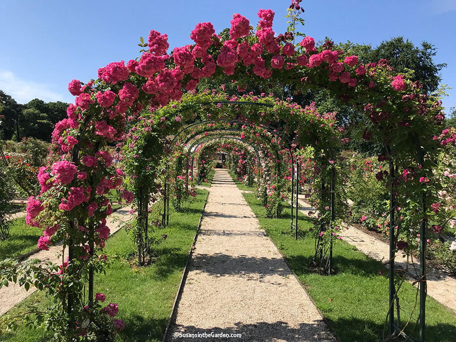 Travel Stories Roseraie de L'Hay Les Roses Susan's in