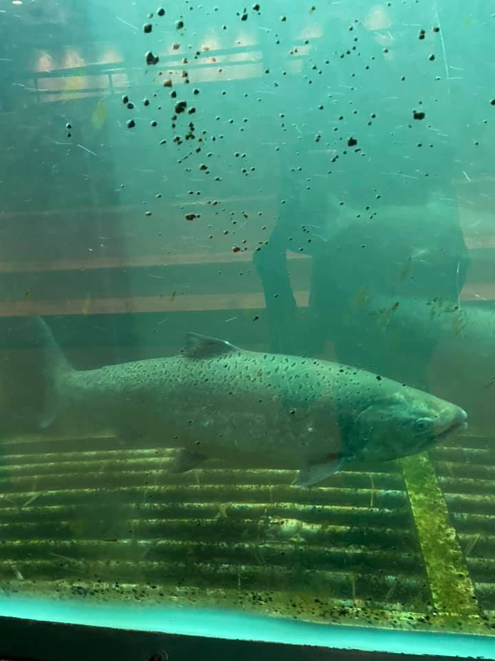 Ballard Locks fish ladder viewing room reopens to the public sustainable BALLARD