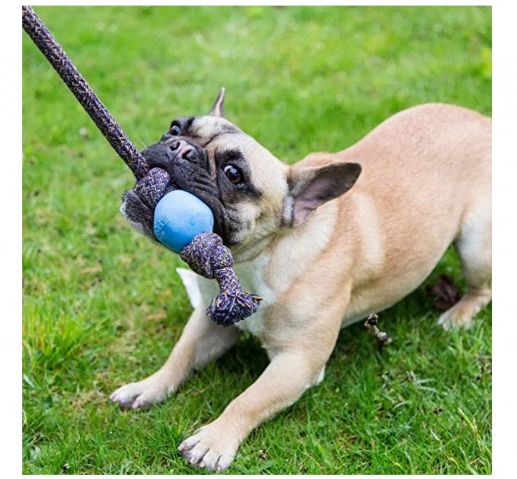 13 of the Best EcoFriendly Dog Toys Available on Amazon