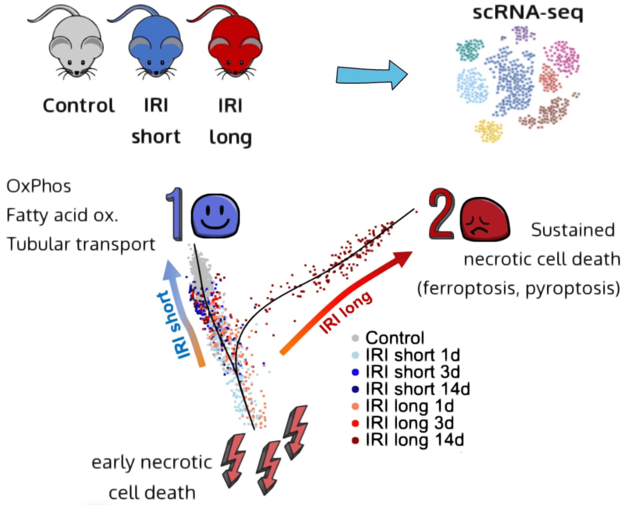 Susztak lab Mouse Kidney IRI scRNAseq