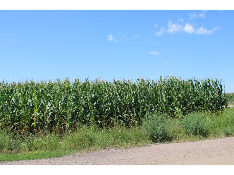 Olson Estate +/453.59 Acres of Centennial Twp., Lyon Co., IA Land Sutton Auction