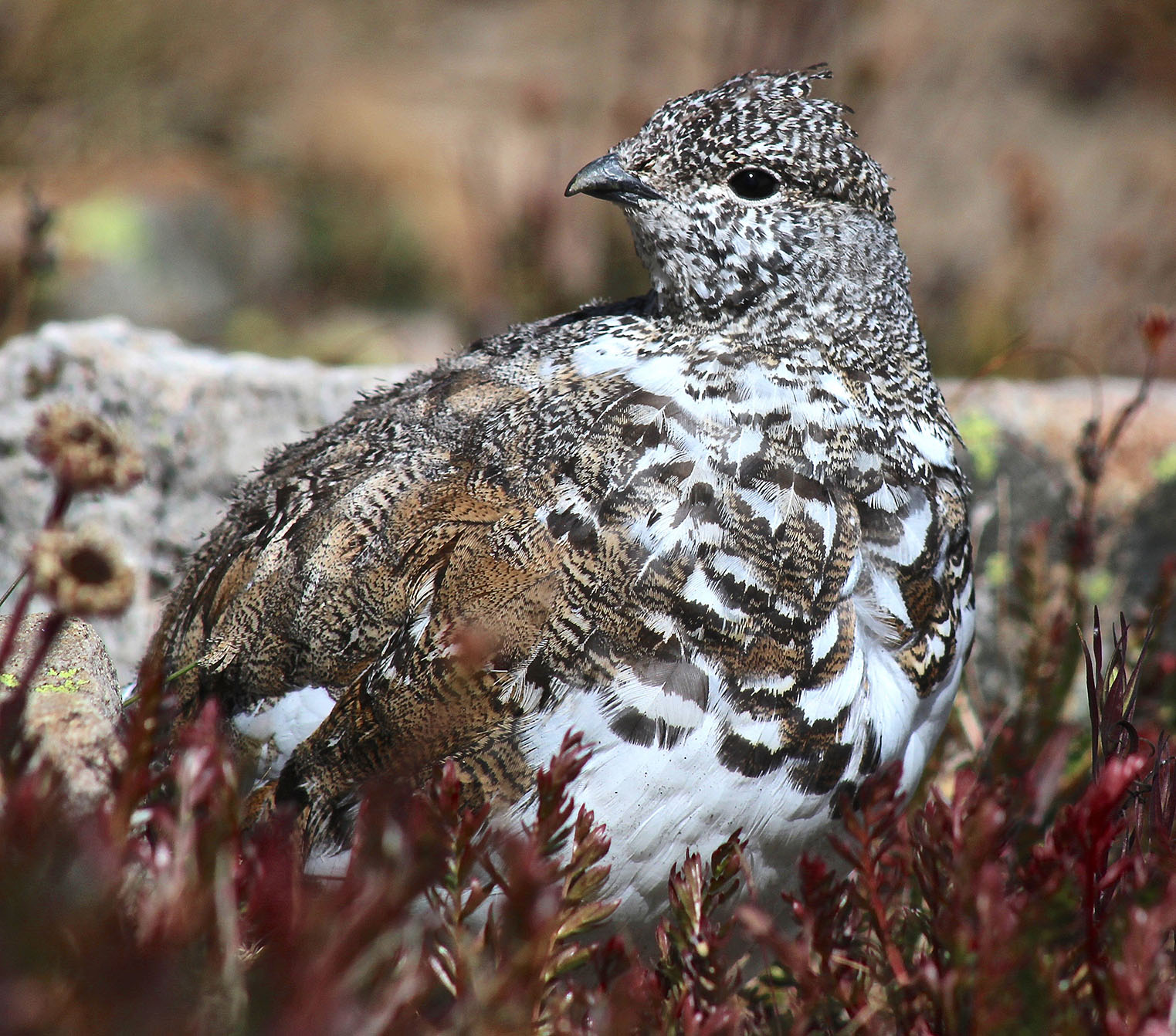 Whitetailed Ptarmigan Sutton Center