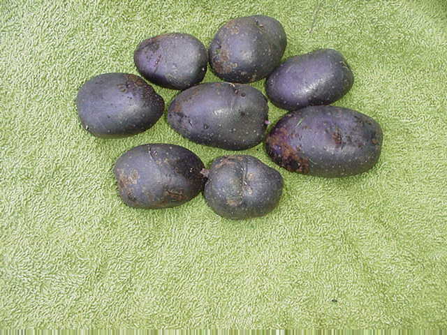 Potatoes,DIVERSITY,english,heirloom,varieties,historical page