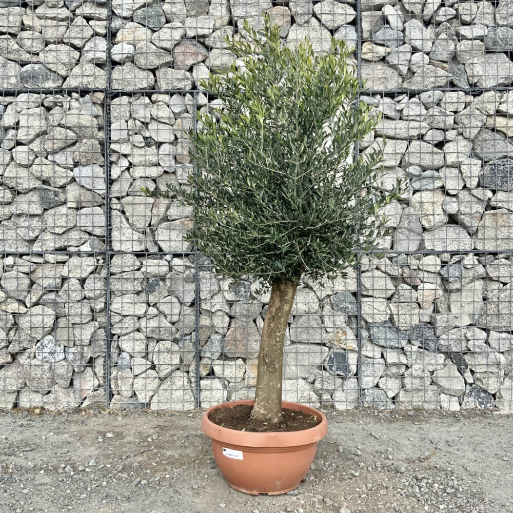 Tuscan Olive Tree XXL Natural Crown (In Patio Pot) 1.70 1.80 CM