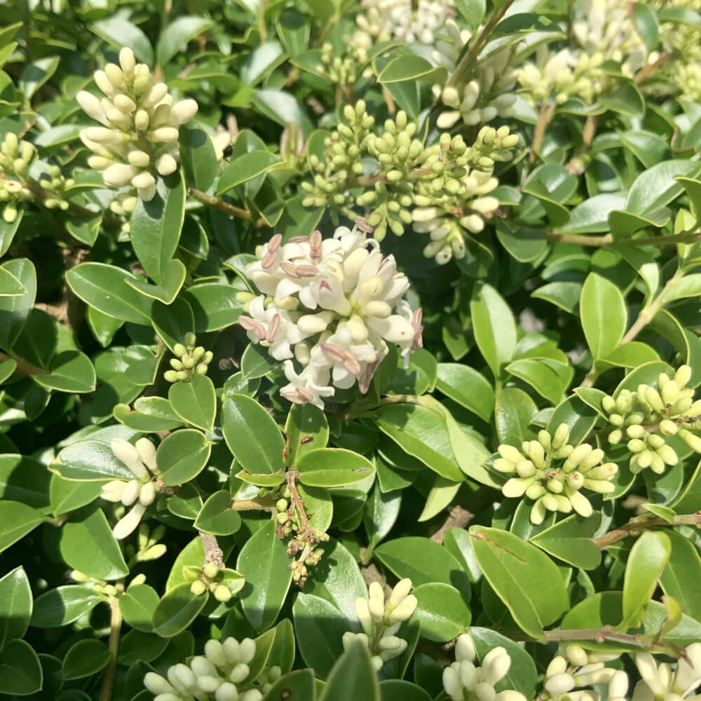 Ligustrum Delavayanum Half Standard Tree (1.401.45m) Sutton Manor