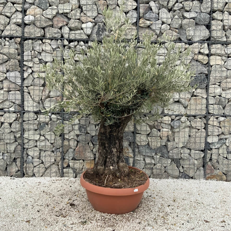 Olive Tree Gnarled XXL Natural Crown (In Patio Pot) H990 Sutton Manor
