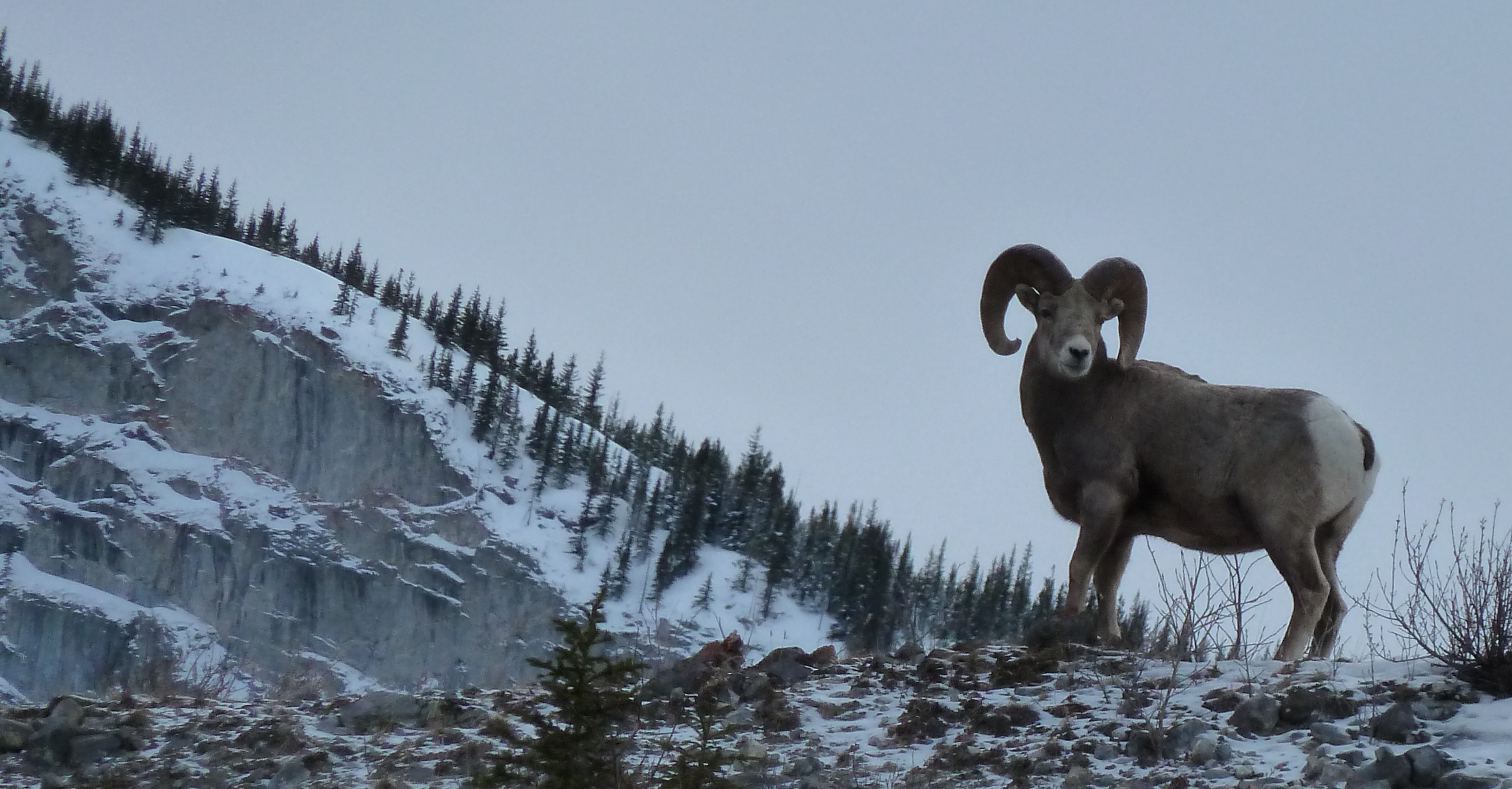 Macroscale Suzanne Kresta