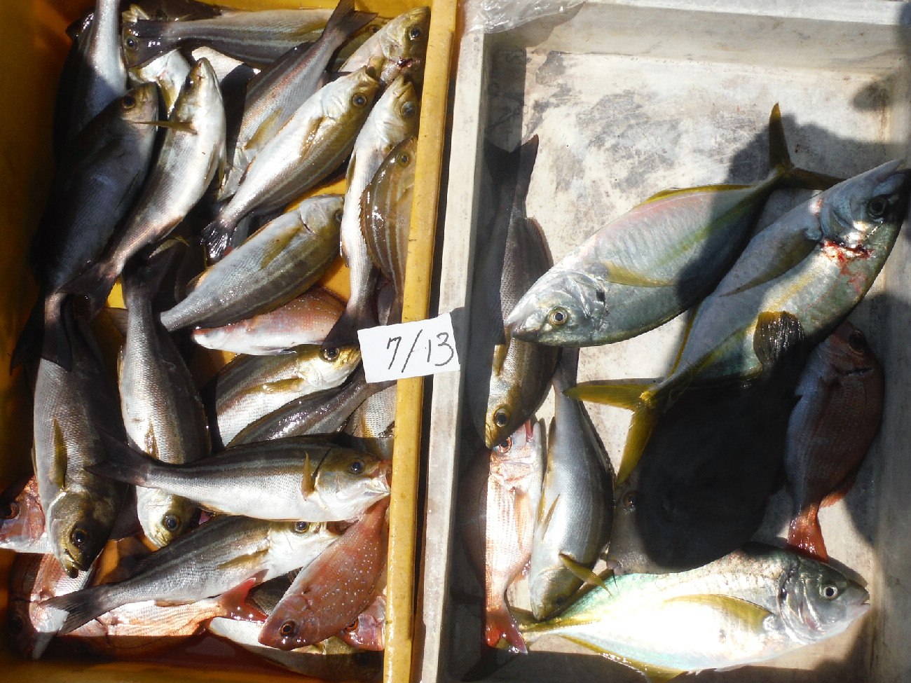 釣果情報 愛知師崎・釣船すずえい丸 Part 4