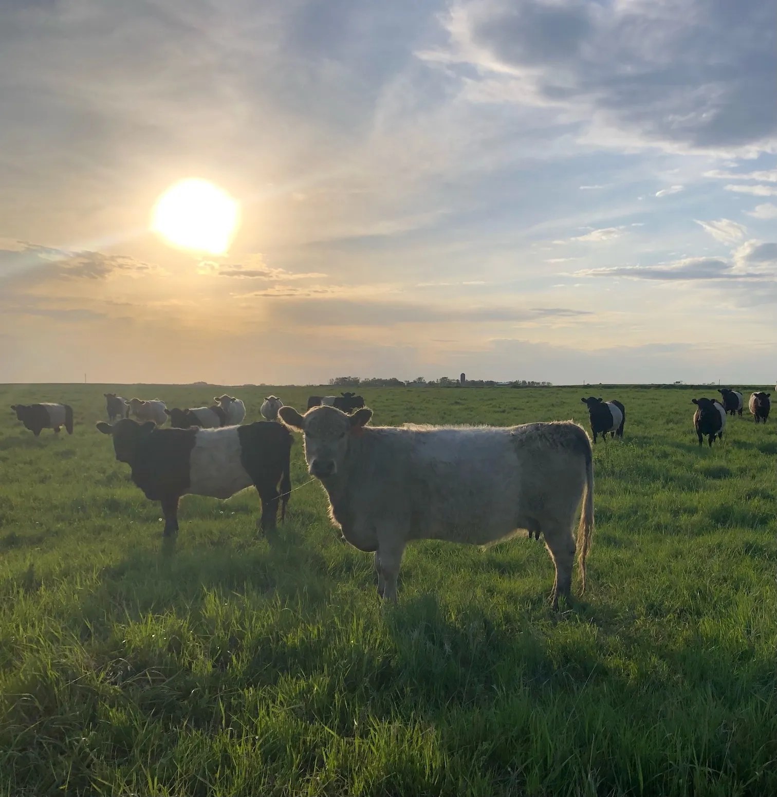 What does “grassfed” mean to you? Here’s what it means to us. Svec Farm