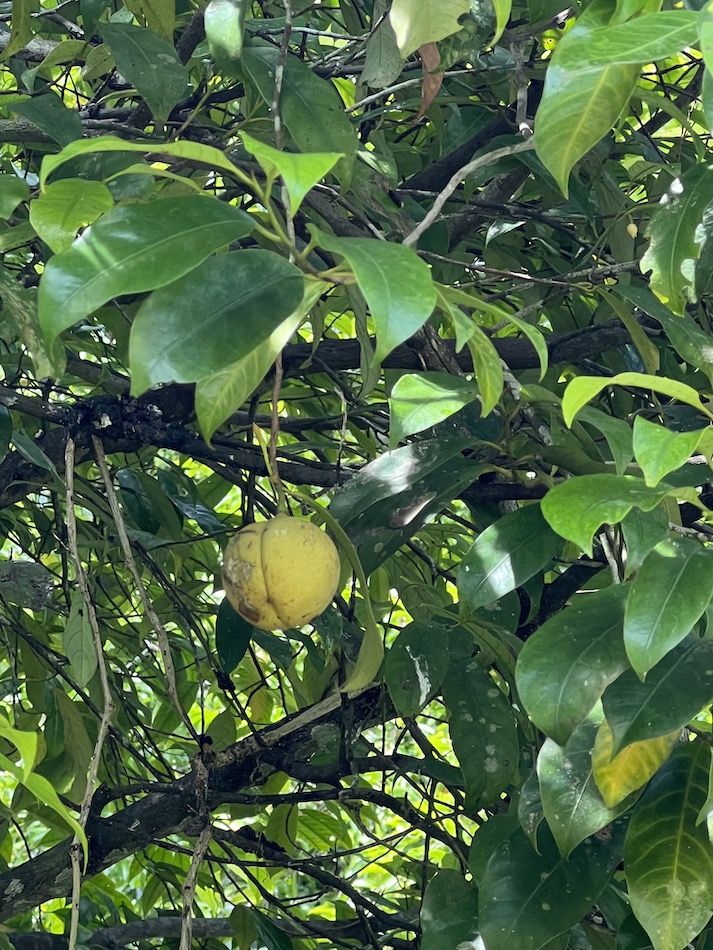 Banda Pt 1 sv Elysium…