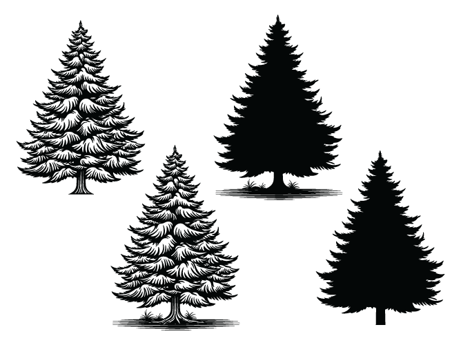 Decorative Winter spruce tree with snow svg bundle, trees silhouette