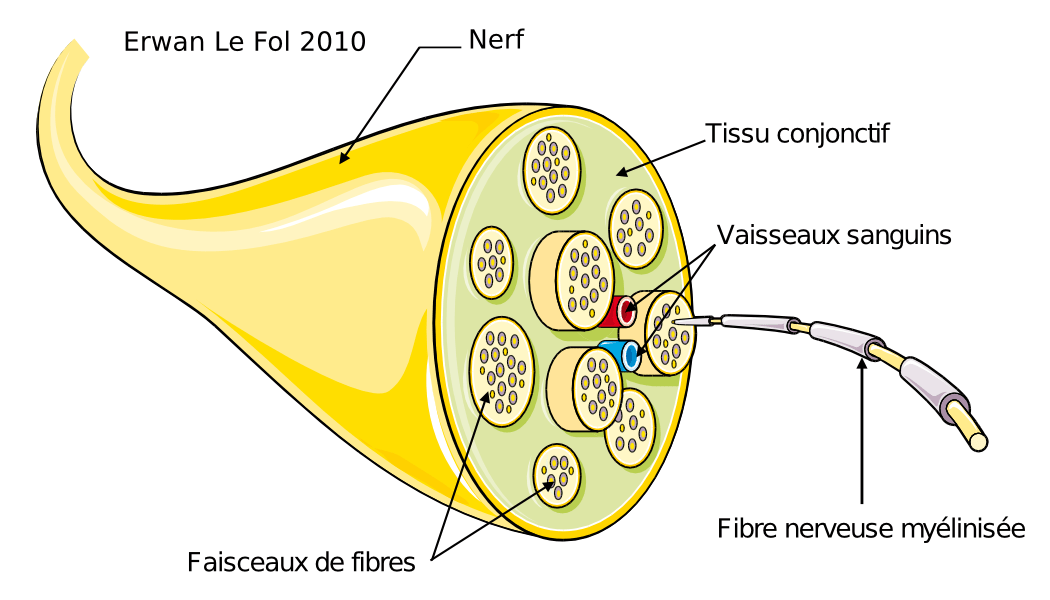 Coupe d'un nerf