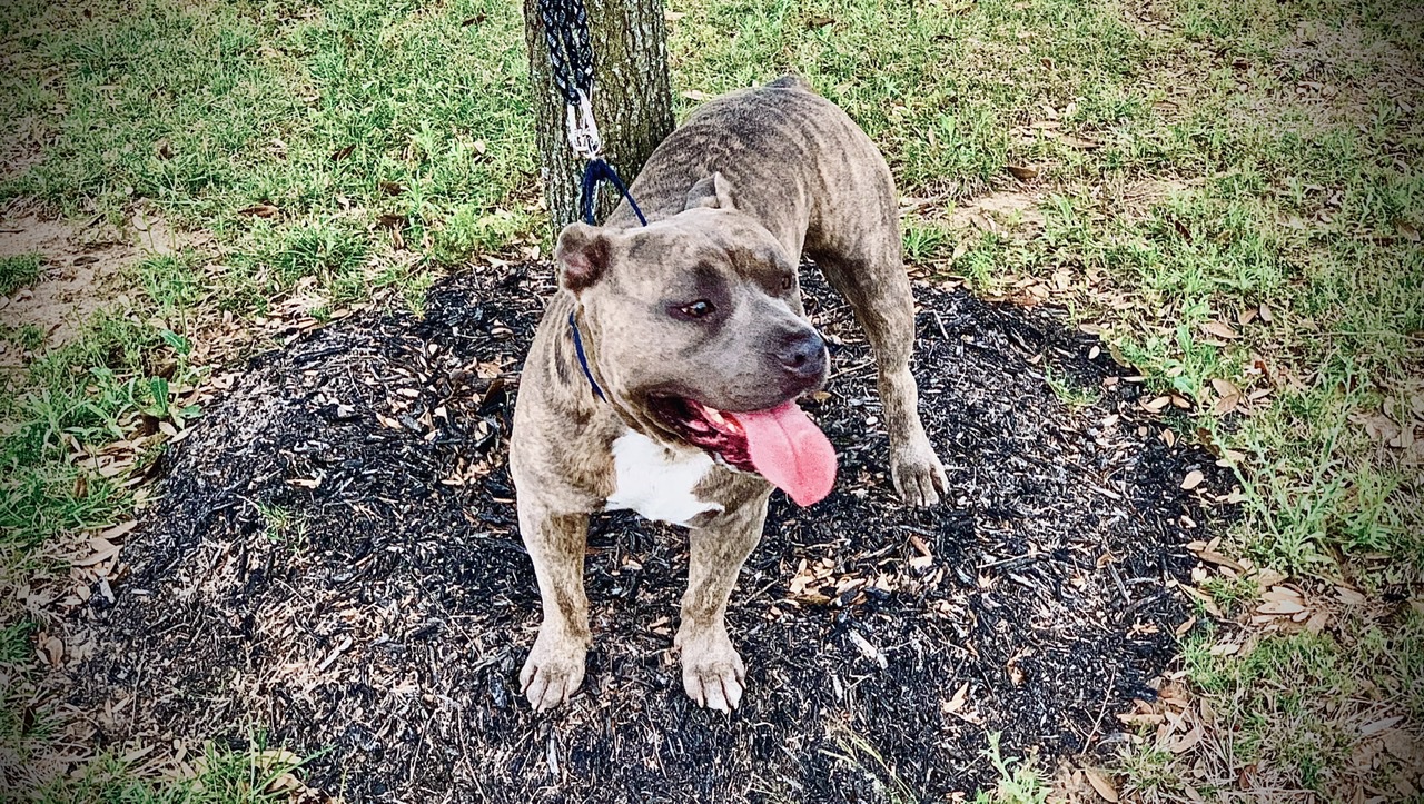 Pit Bulls Are So DANGEROUS!