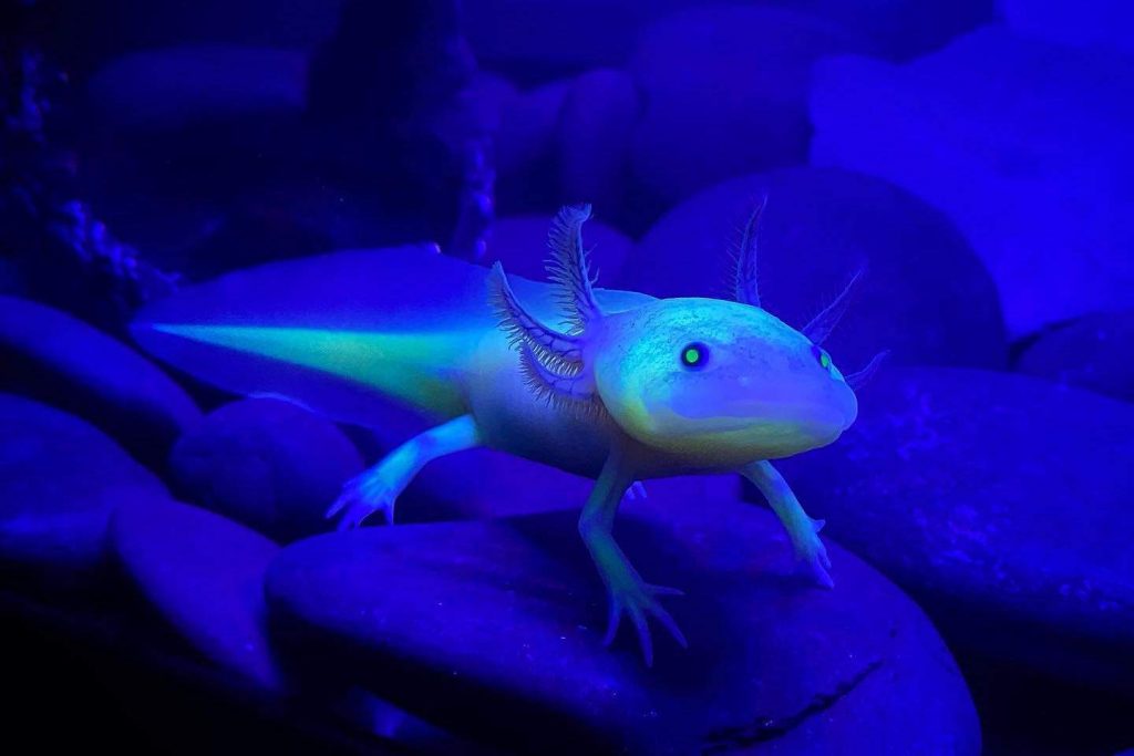 Axolotl as Pets for Your Garden Pond - Sweeney Feeders