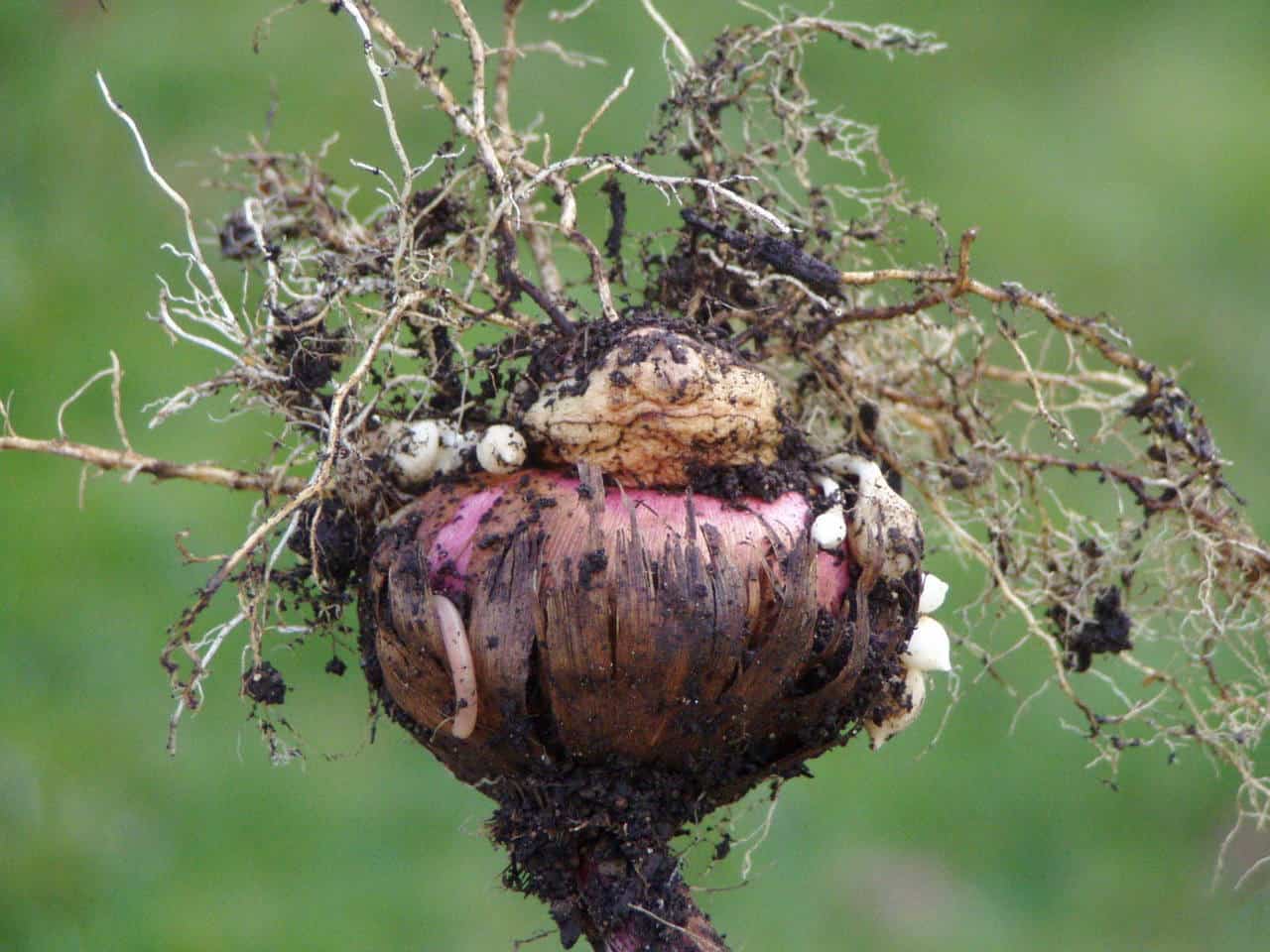 Dividing to Multiply Sweeney's Custom Landscaping Inc