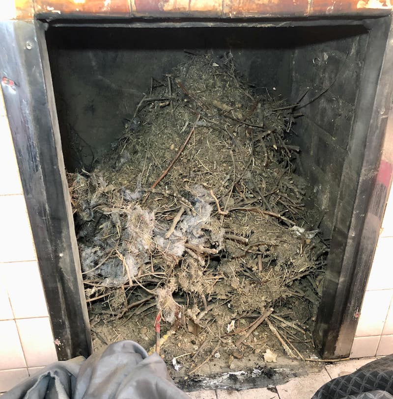 Chimney Bird Nest Removal London SweepSmart