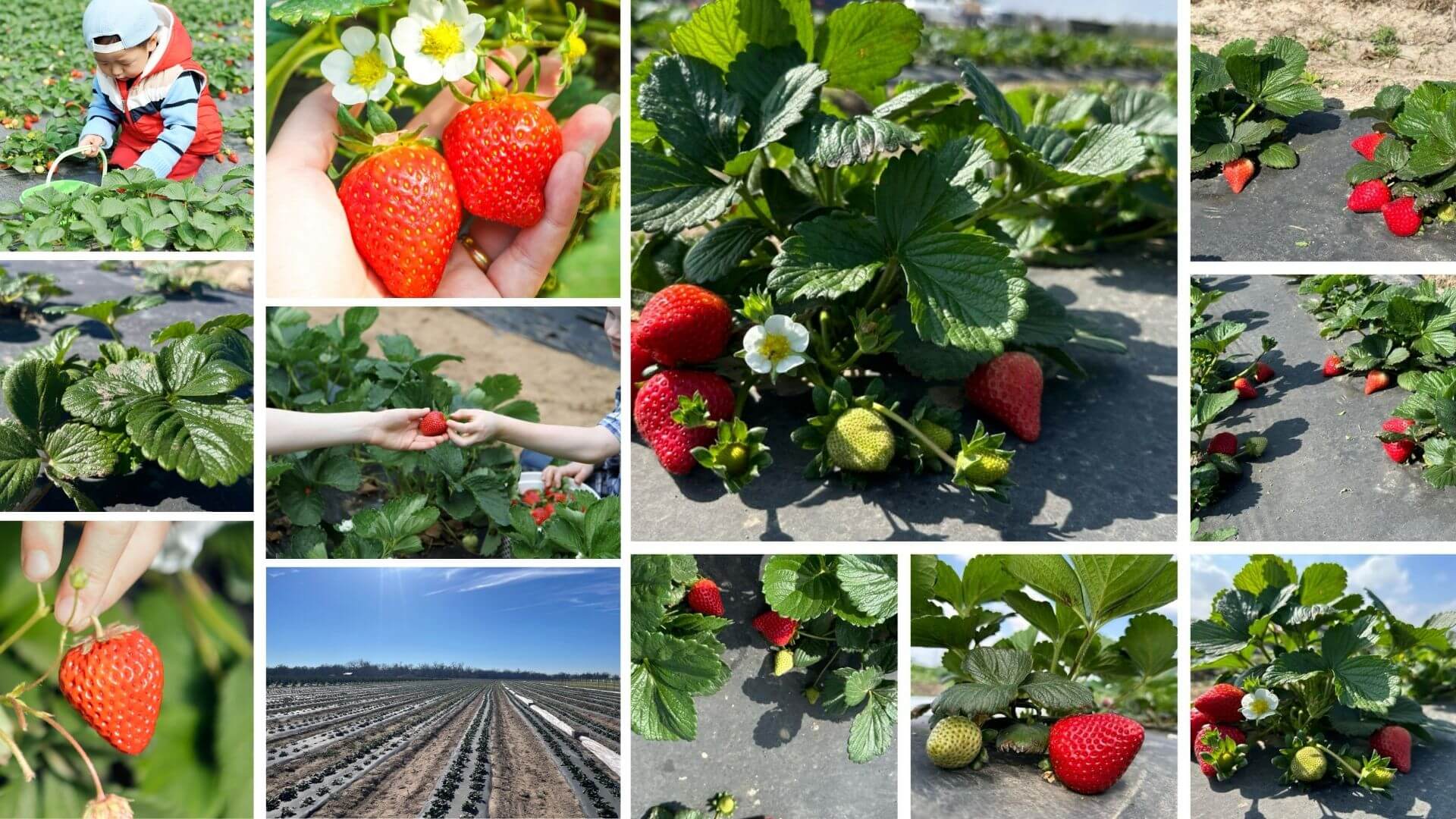 Pick Your Own Fruit Sweet Eats Adventure Farm