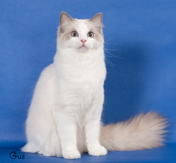 Ragdoll Kittens For Sale & Cats For Adoption | Sweetie Kitty - 2022