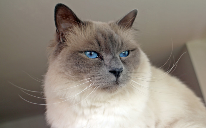 Birman Kittens For Sale & Cats For Adoption | Sweetie Kitty - 2022
