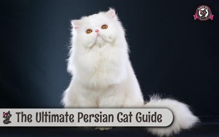 The Ultimate Persian Cat Guide Personality Grooming Health