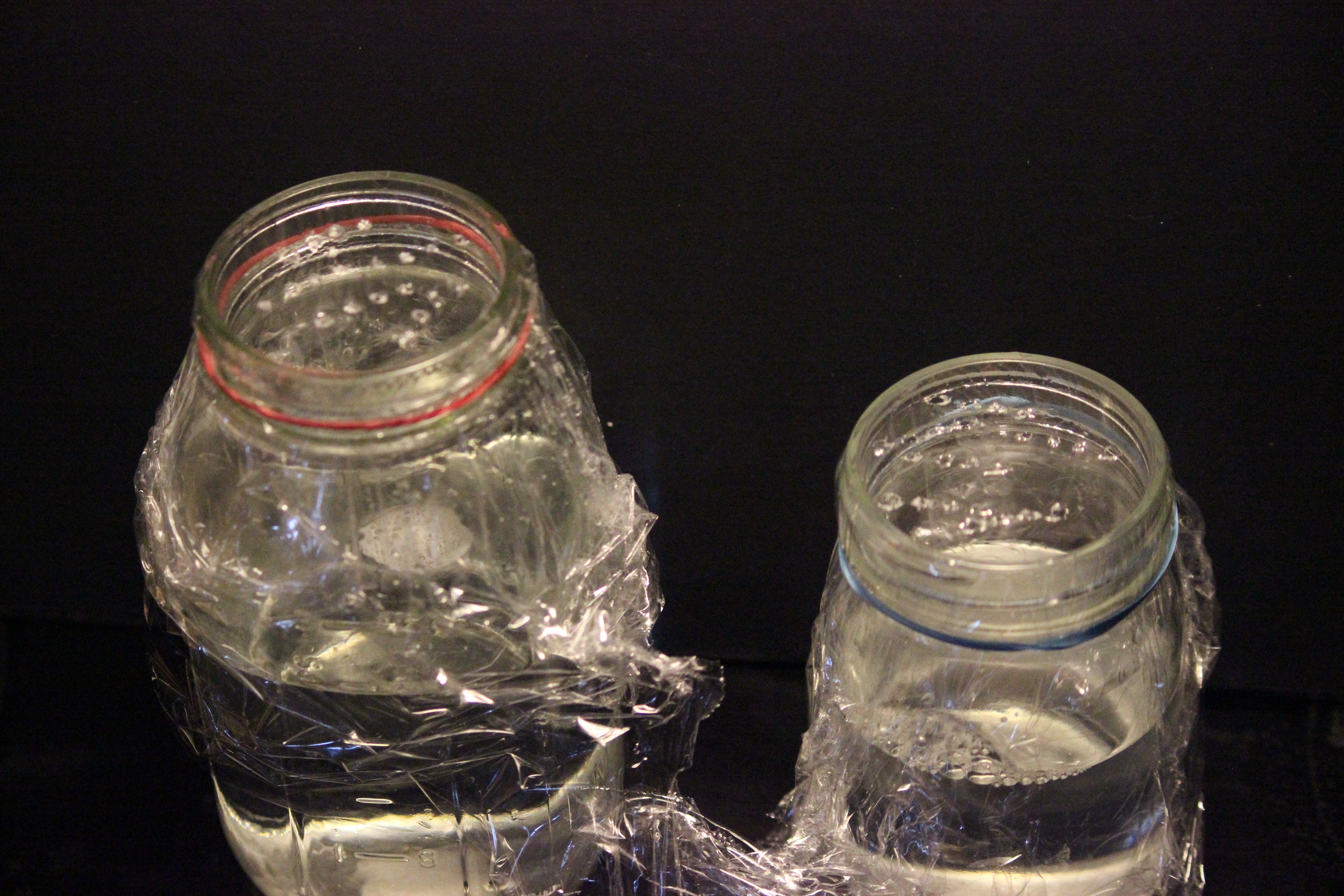 How to get rid of gnats