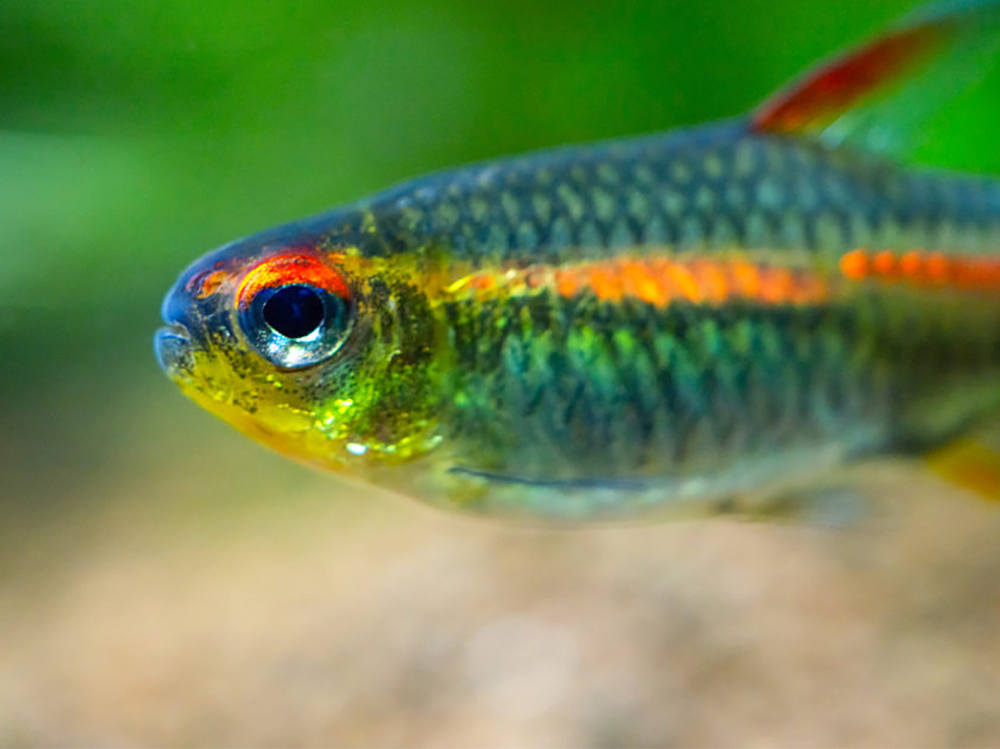 How to keep tetras Help Guides