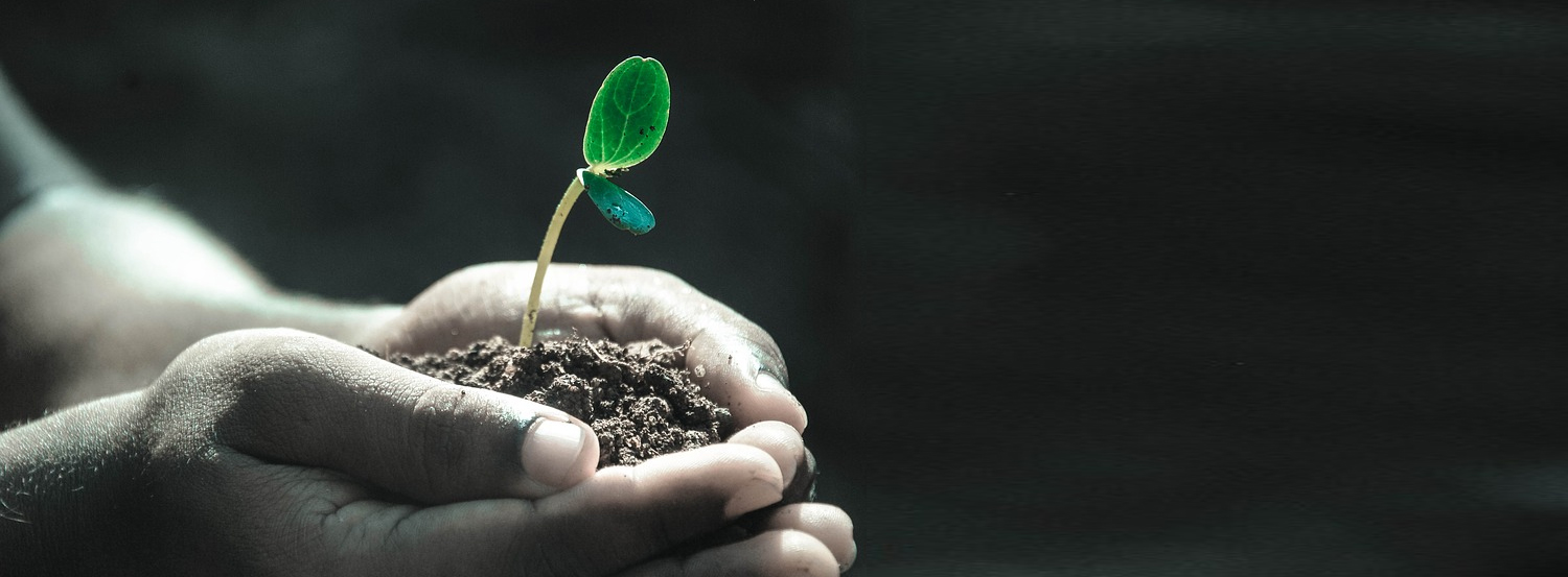 Biodegradable yarn and biodegredable fibers that are compostable and