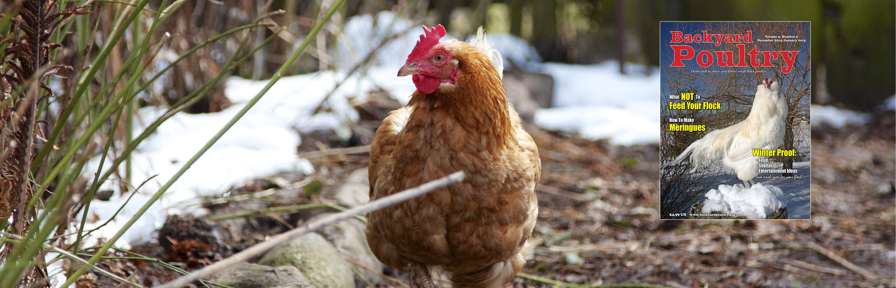 Backyard Poultry Magazine