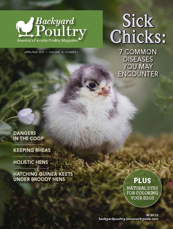 Chicken Magazine