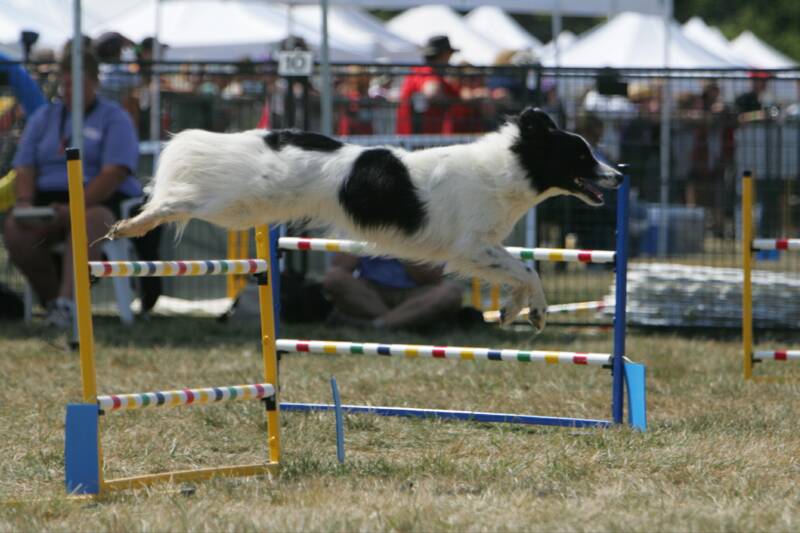 Dog Agility Surrey Lower Mainland Vancouver Pitt Meadows