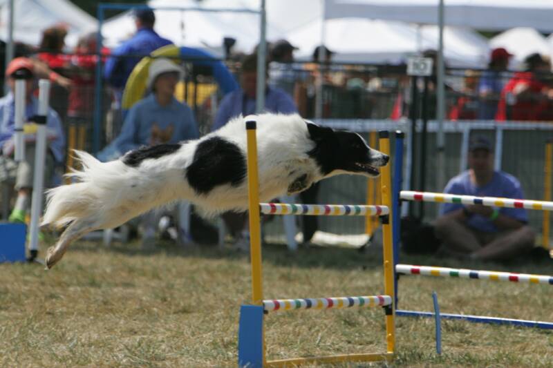 Dog Agility Surrey Lower Mainland Vancouver Pitt Meadows