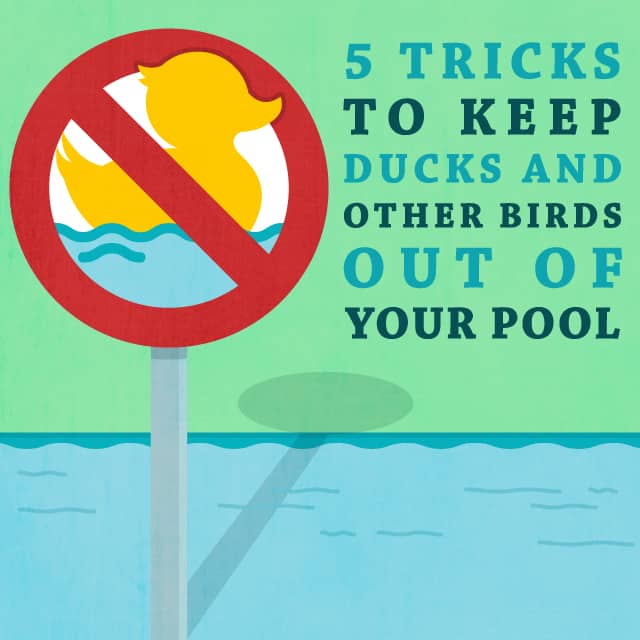 5 Tricks to Keep Ducks and Other Birds Out of Your Pool