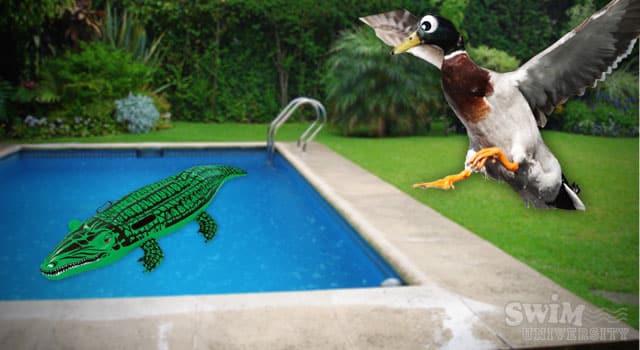 5 Tricks to Keep Ducks and Other Birds Out of Your Pool