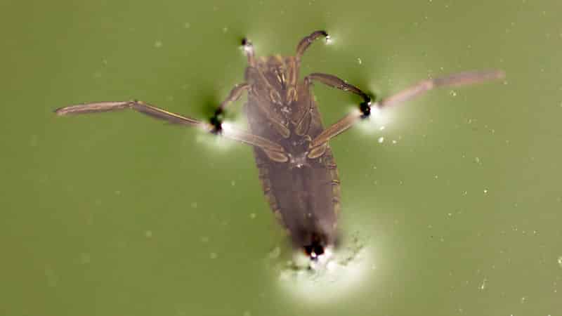 How To Get Rid Of Water Bugs In Your Pool
