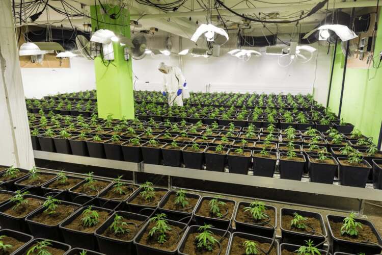 Can You Use Regular Light Bulbs As Grow Lights? Ideal Use Swipe Garden