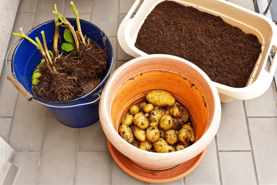When To Stop Watering Potatoes Time To Stop Wartering!