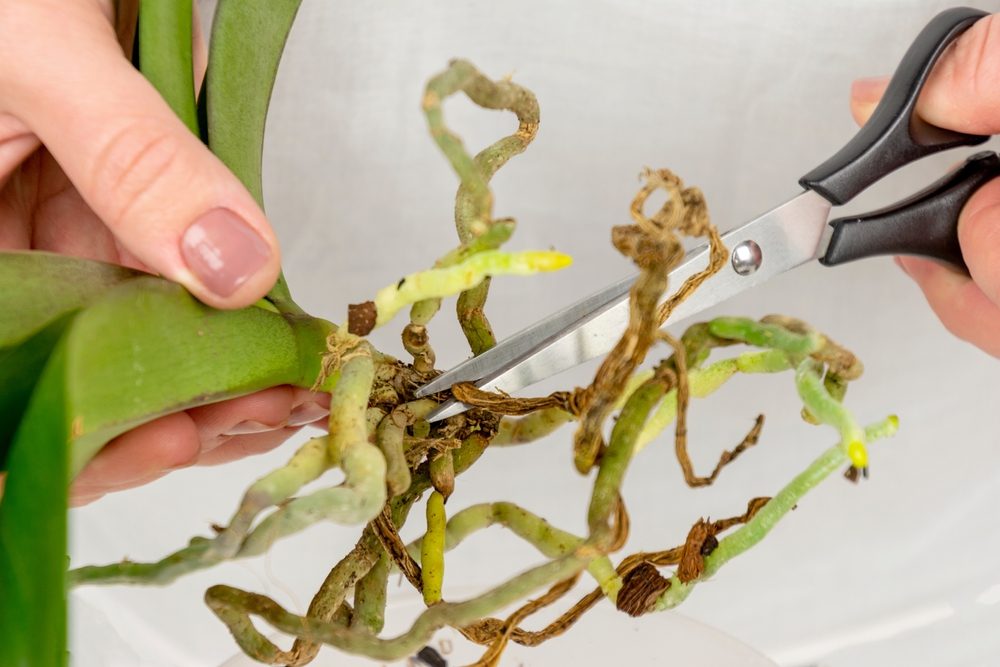 How To Care For Orchids After Flowers Fall Off? 4 Steps Swipe Garden