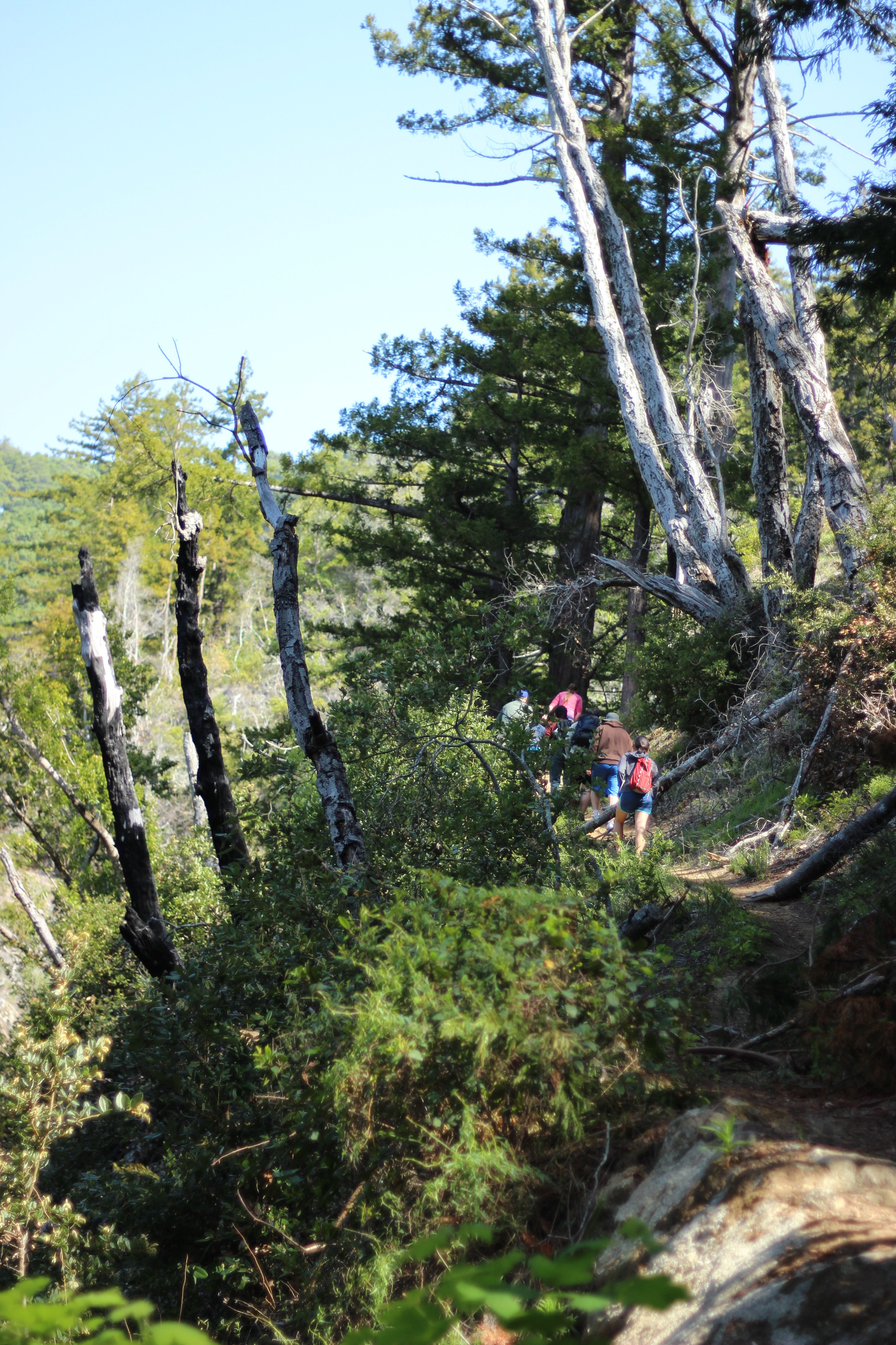 Big Sur Tanbark Trail to Tin House Switchback to Wild