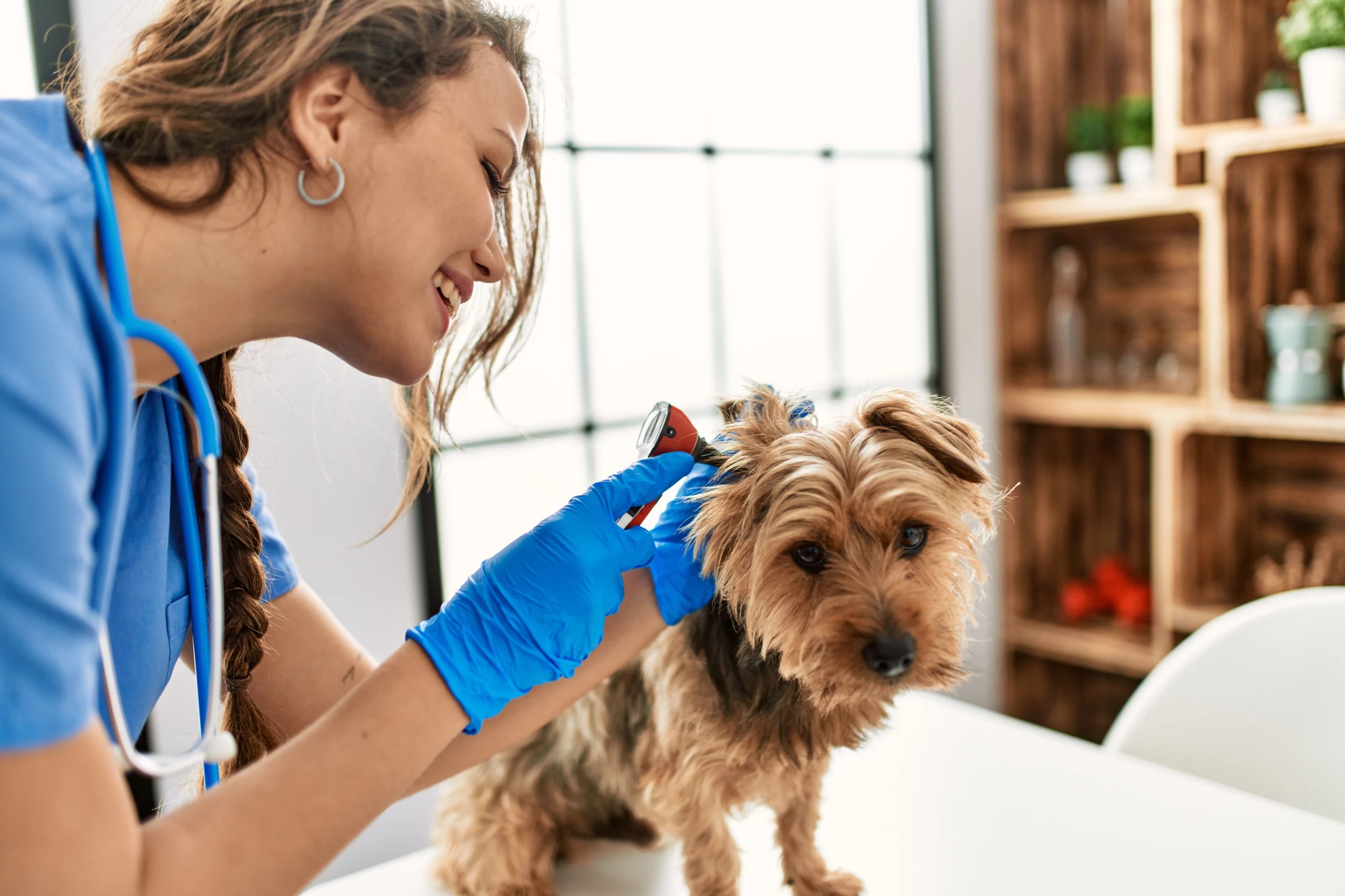 12 Ways To Get Help With Vet Bills Swoosh