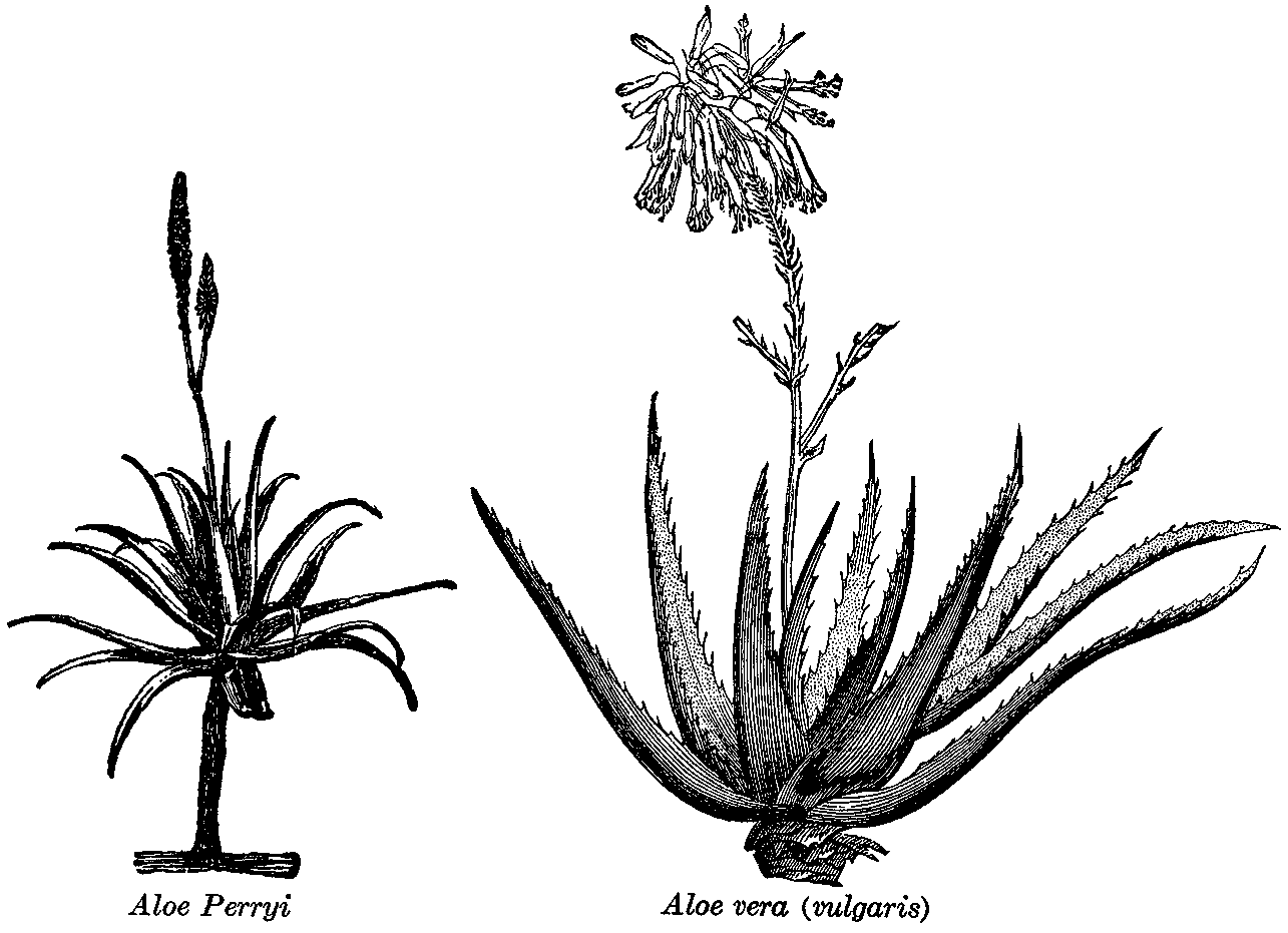 Aloes.gif (1285×931) Flower drawing, Succulent art, Aloe drawing