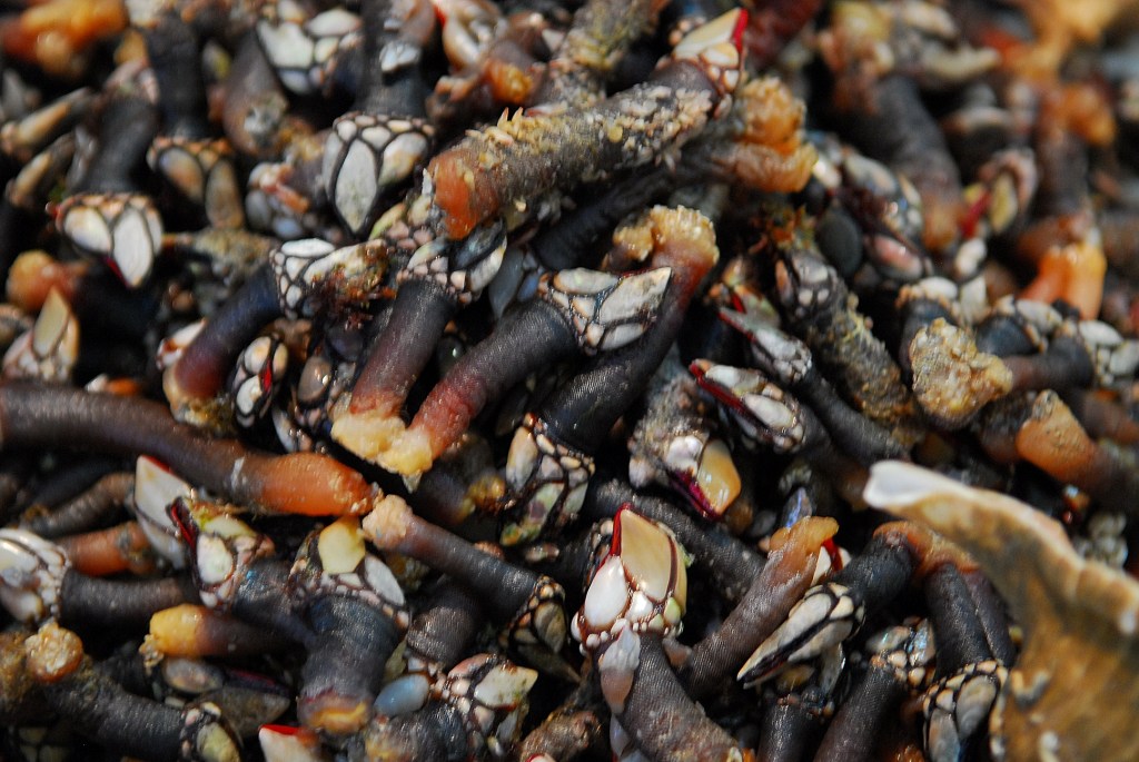 Percebes & Peixe Segeln mit Yemanja