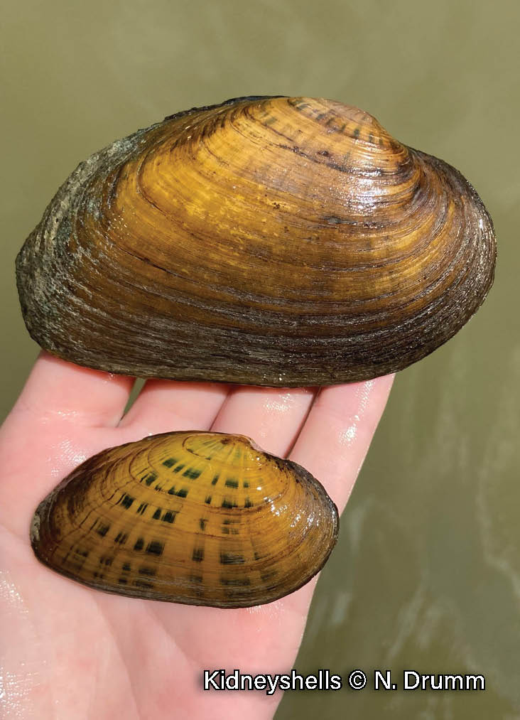 Kidneyshell Sydenham River Watershed