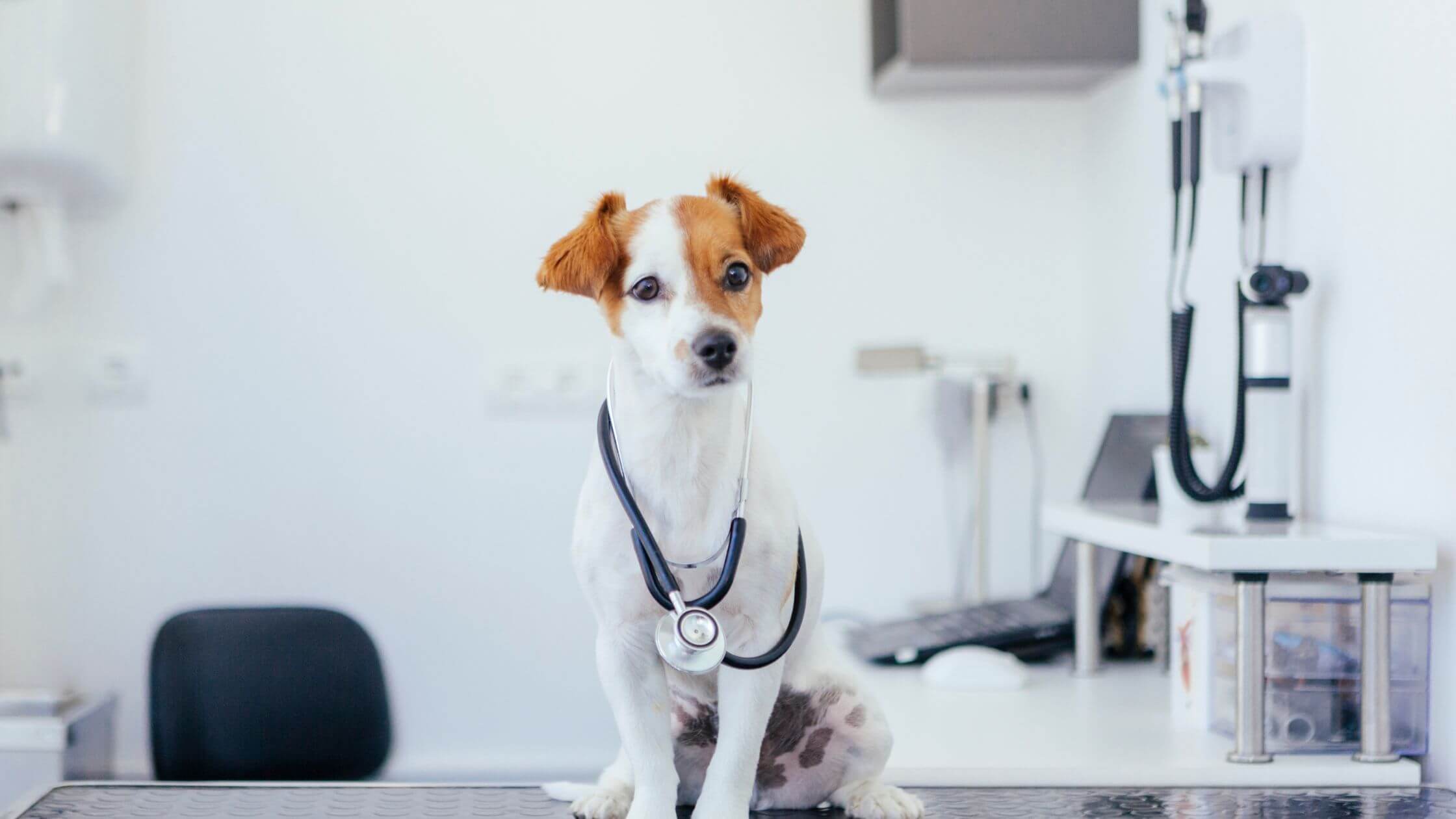 Can dogs get black fly bites? Essential Tips KeepingDog