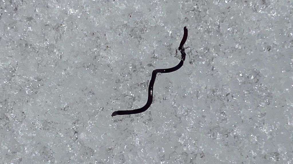 Black ice worms emerge from glaciers every year, but why? SYFY WIRE