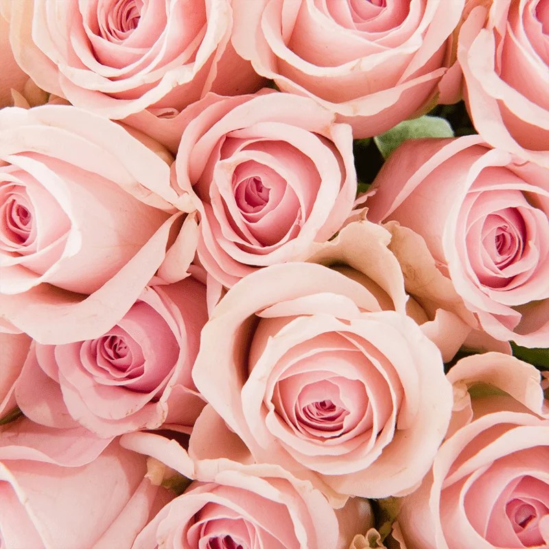 Libra Birth Flowers Pink Rose and Peony Zodiac Flower Symbolism