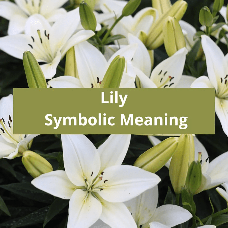 Lily Flower Symbolic Meaning
