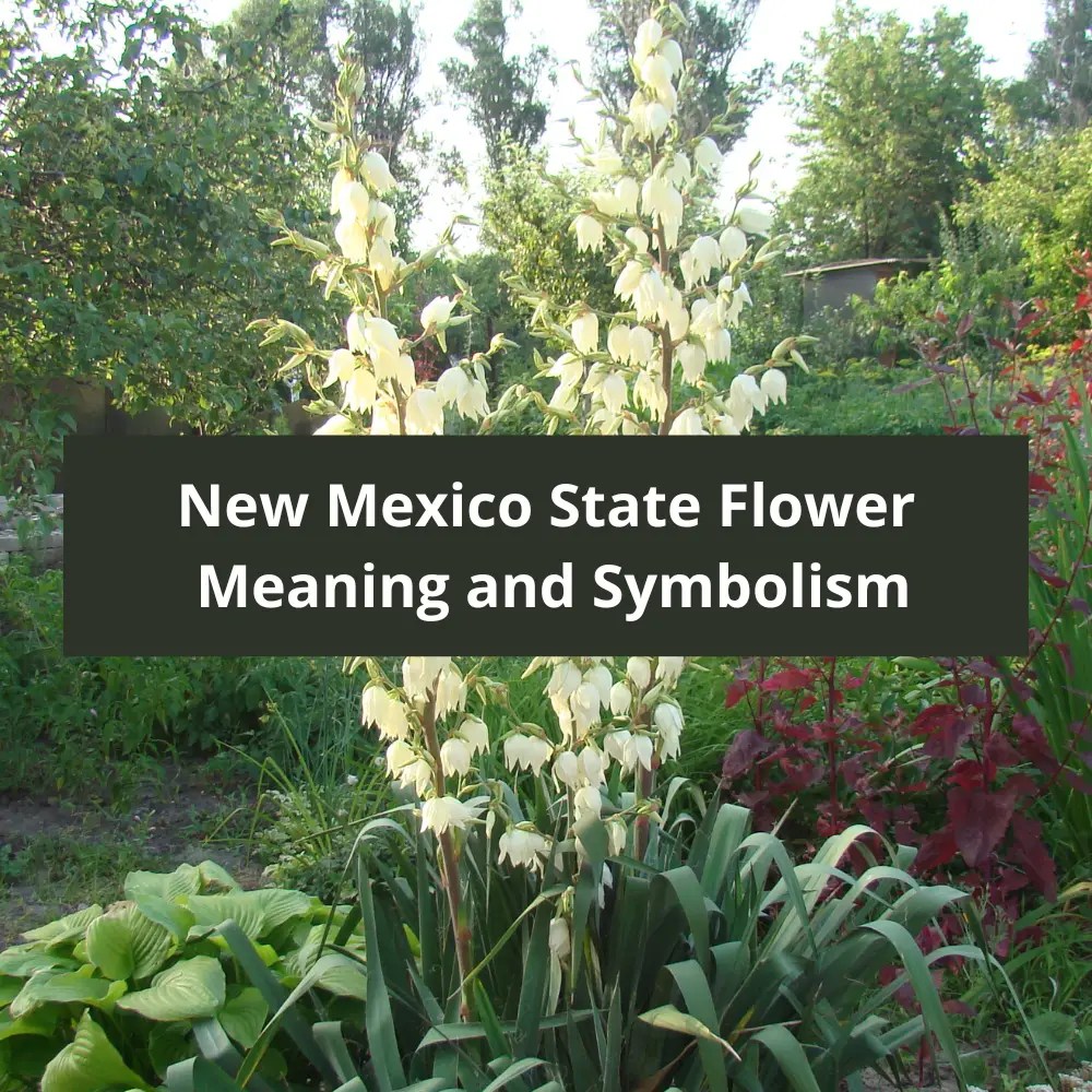 Top 32+ Background Images why is the yucca the state flower of new mexico Updated