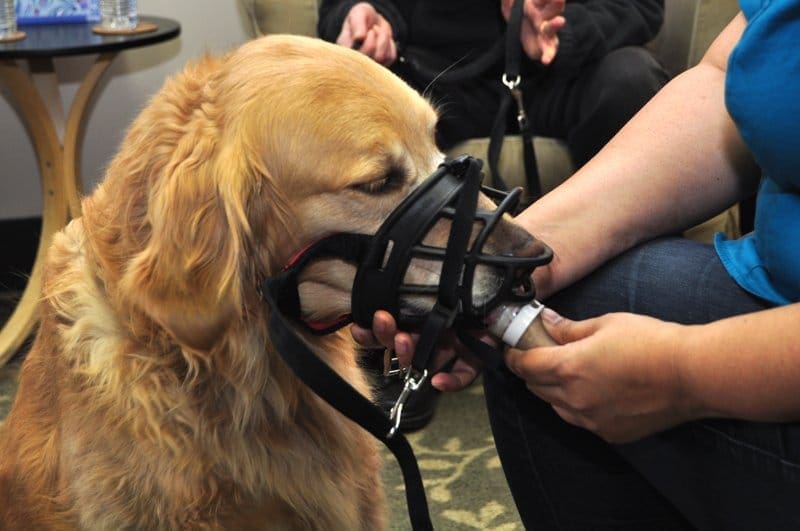 Basket Muzzle for Reactive Dog Benefits of Muzzle Training for Dogs